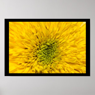 Nalle SolrosBlommar Poster