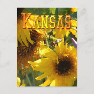 Nallesolrosor: Kansas Vykort