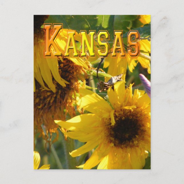 Nallesolrosor: Kansas Vykort (Framsida)