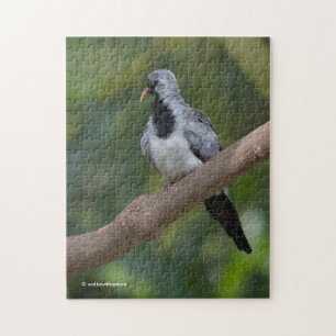 Namaqua Pigeon/Dove i Träd Pussel