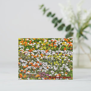 Namaqualand Daises Vykort