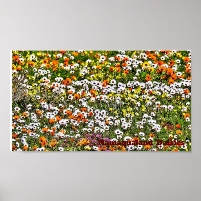 Namaqualand Daisys Season Poster (Framsidan)
