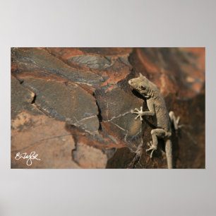 Namib dagGecko (Bradfields) Poster
