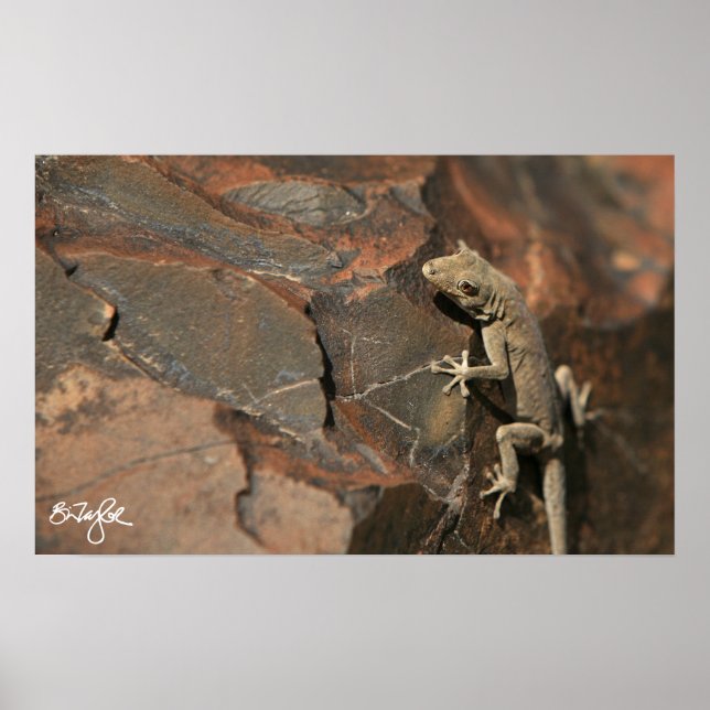 Namib Day Gecko (Bradfields's) Poster (Framsidan)
