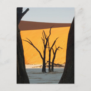 Namib-Naukluft Park, Sossusvlei Dead Vlei Vykort