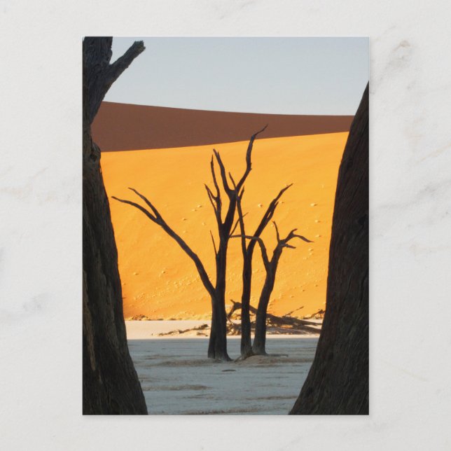 Namib-Naumft Park, Sossusvlei | Dead Vlei Vykort (Framsida)