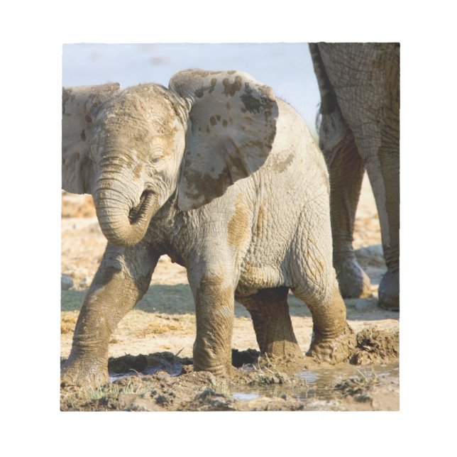 Namibia, Afrika: Baby Afrikansk Elefant Anteckningsblock (Framsida)