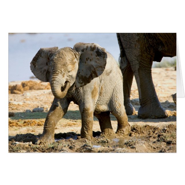 Namibia, Afrika: Baby Afrikansk Elefant Hälsningskort (Framsidan Horizontal)