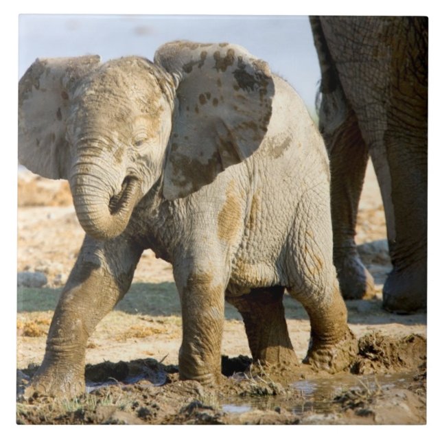 Namibia, Afrika: Baby Afrikansk Elefant Kakelplatta (Framsidan)
