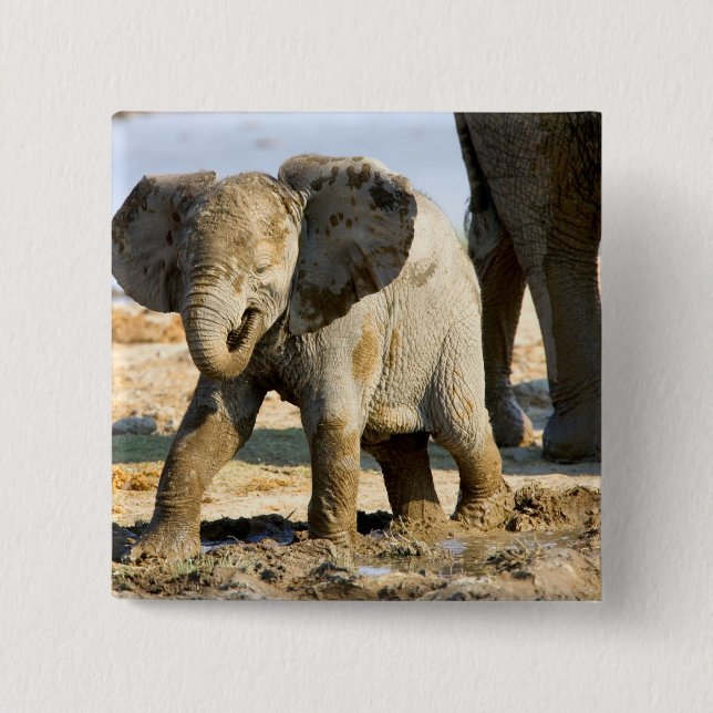 Namibia, Afrika: Baby afrikansk elefant Knapp (Framsida)