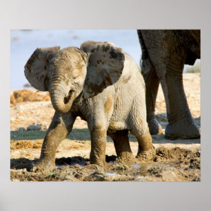 Namibia, Afrika: Baby afrikansk elefant Poster