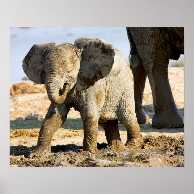 Namibia, Afrika: Baby afrikansk elefant Poster (Framsidan)
