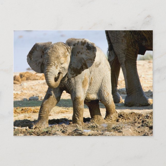 Namibia, Afrika: Baby Afrikansk Elefant Vykort (Framsida)