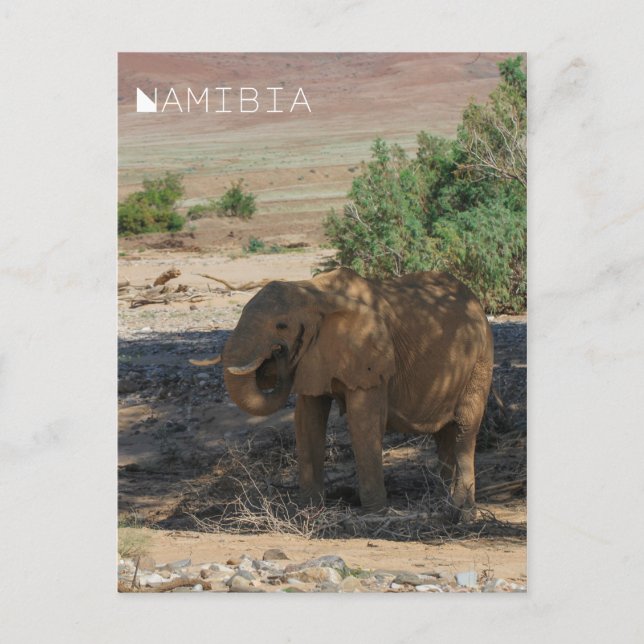 Namibia Afrika Huab River Elephant Damaraland Vykort (Framsida)