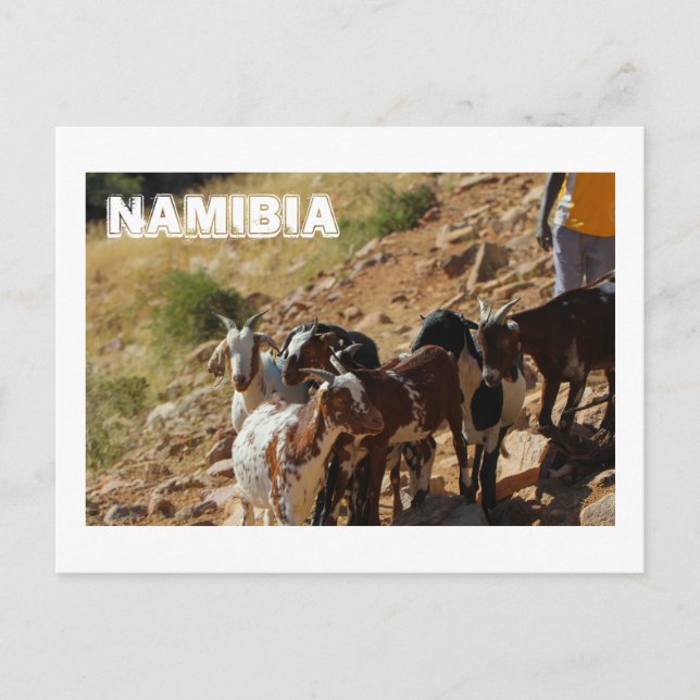 Namibia Afrika Namibian Ligcape Goats Vykort (Framsida)