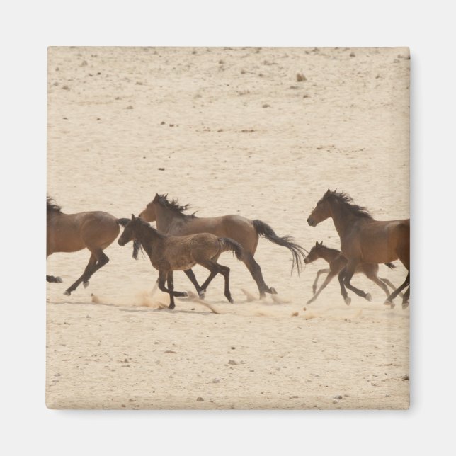 Namibia, Aus. Grupp av vilda hästar som springer Magnet (Framsidan)