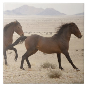 Namibia, Aus. Vilda hästar springer på Namib Kakelplatta