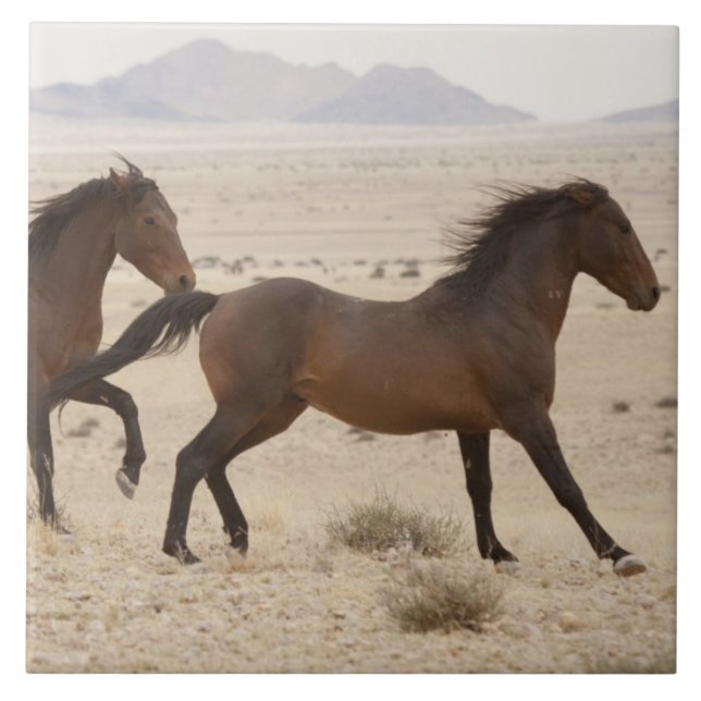 Namibia, Aus. Vilda hästar springer på Namib Kakelplatta (Framsidan)