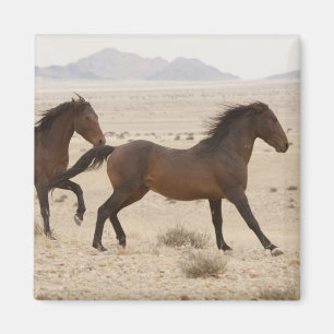 Namibia, Aus. Vilda hästar springer på Namib Magnet