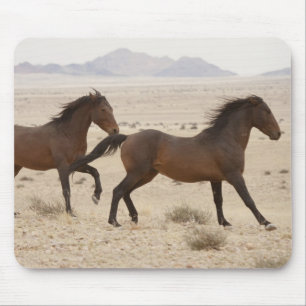 Namibia, Aus. Vilda hästar springer på Namib Musmatta