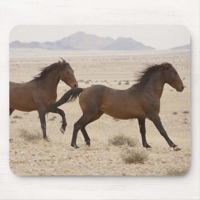 Namibia, Aus. Vilda hästar springer på Namib Musmatta (Framsidan)