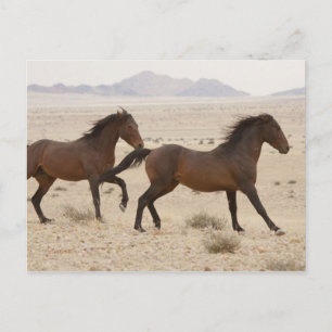 Namibia, Aus. Vilda hästar springer på Namib Vykort