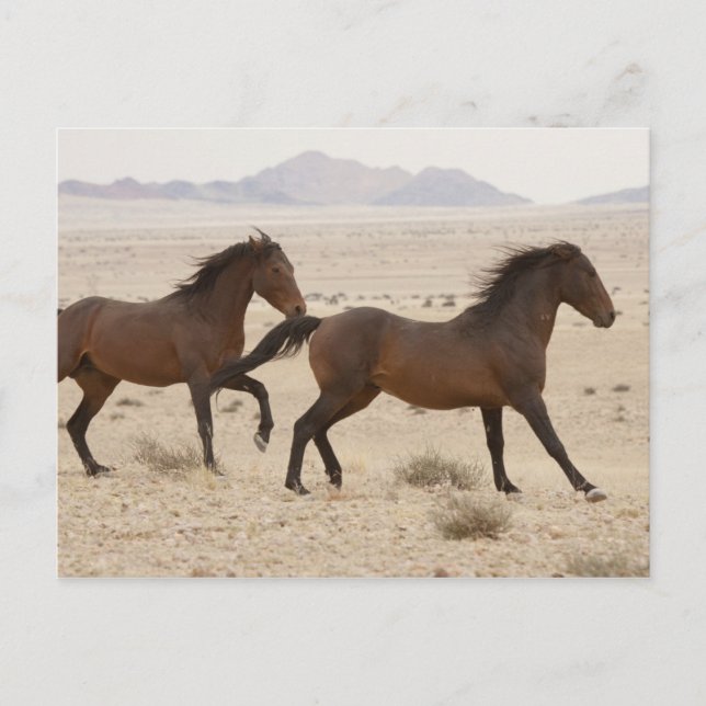 Namibia, Aus. Vilda hästar springer på Namib Vykort (Framsida)