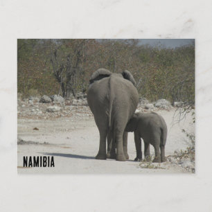 namibia elephants vykort