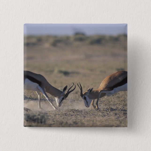 Namibia, Etosha National Park, Två hanar Knapp (Framsida)