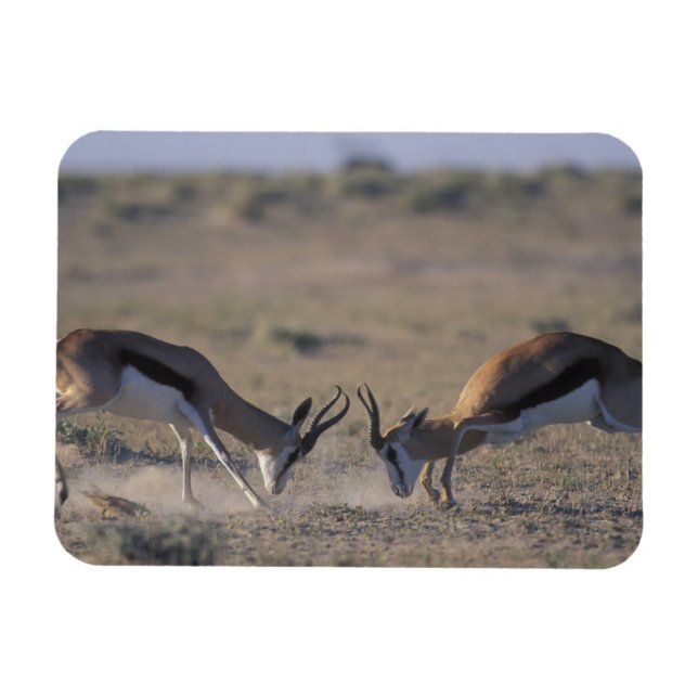 Namibia, Etosha National Park, Två hanar Magnet (Horisontell)