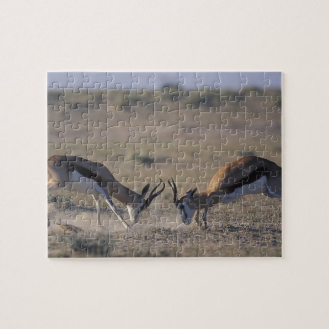Namibia, Etosha National Park, Två hanar Pussel (Horisontell)