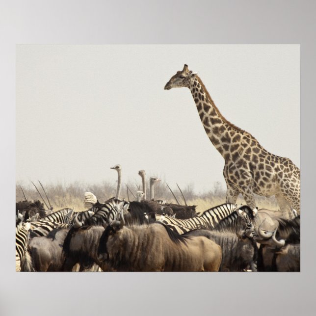 Namibia, Etosha nationalpark. A lone giraffe Poster (Framsidan)