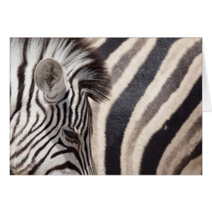 Namibia, Etosha nationalpark. Detaljer av två Hälsningskort