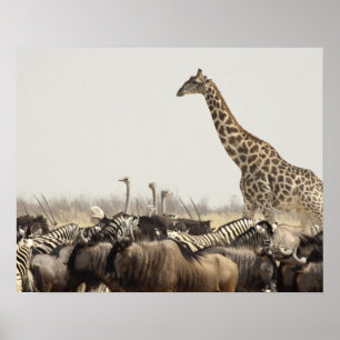 Namibia, Etosha nationalpark. En ensam giraff Poster