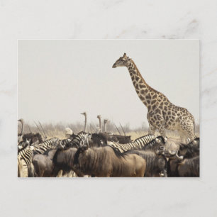 Namibia, Etosha Nationalpark. En ensam giraff Vykort