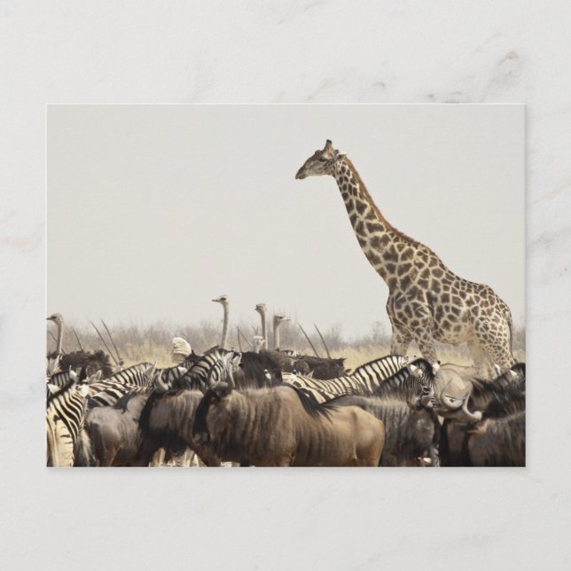 Namibia, Etosha Nationalpark. En ensam giraff Vykort (Framsida)