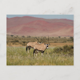 Namibia - Oryx antelopes at Sossusvlei vycard Vykort
