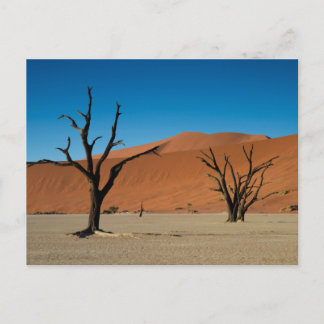 Namibia - Petrified träd på vykort Dead Vlei
