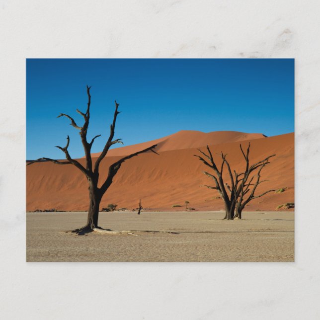Namibia - Petrified träd på vykort Dead Vlei (Framsida)