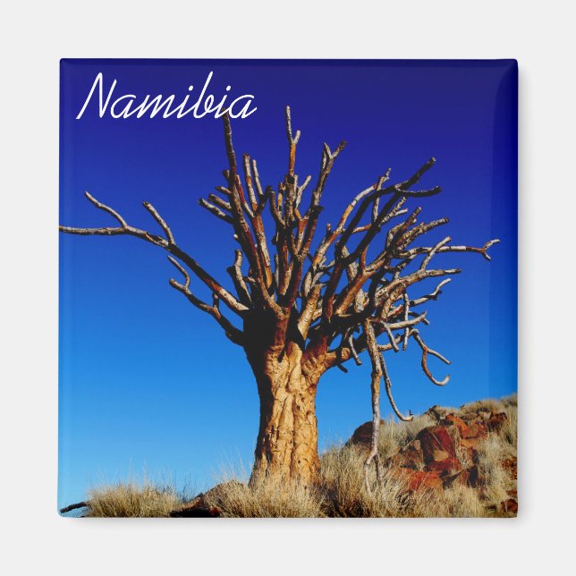Namibia Tirool Namib Desert liggande Kokerboom Magnet (Framsidan)