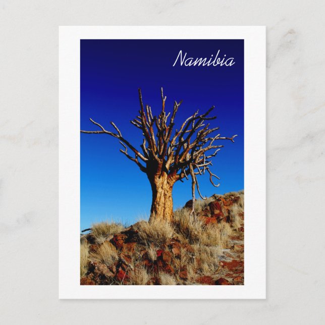 Namibia Tirool Namib Desert liggande natur Vykort (Framsida)