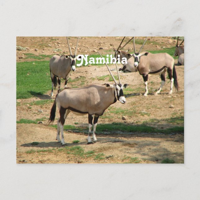 Namibia Vykort (Framsida)