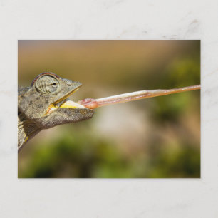 Namibia - vykort för Desert Chameleon