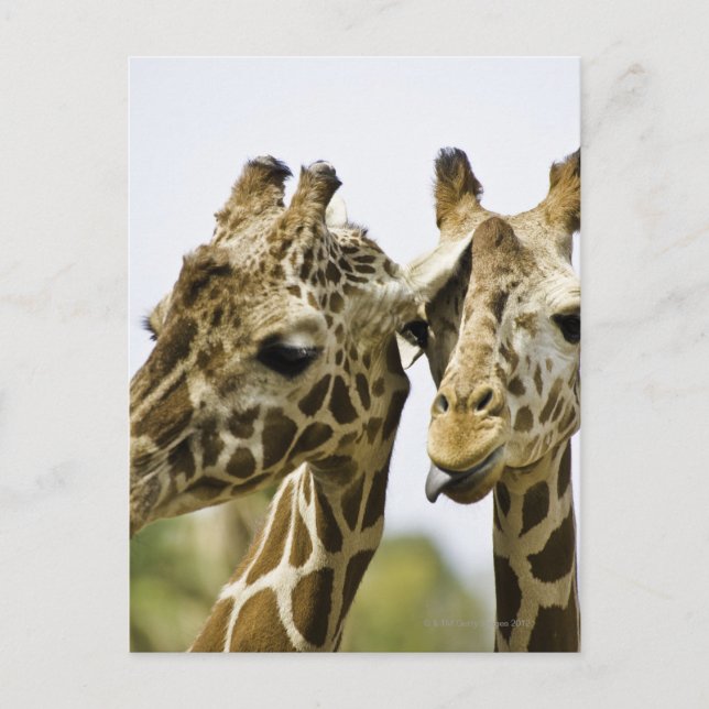 Namn-giraffen kommer från Arabiska ord Vykort (Framsida)