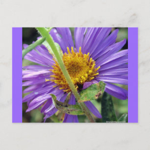 Namnlös Aster nummer 1 Vykort