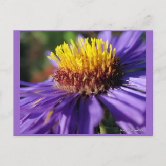 Namnlös Aster nummer 6 Vykort