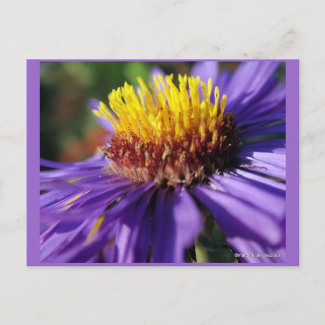 Namnlös Aster nummer 6 Vykort (Framsida)