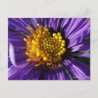 Namnlös Aster nummer 8 Vykort