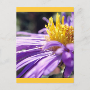 Namnlös Aster nummer 9 Vykort