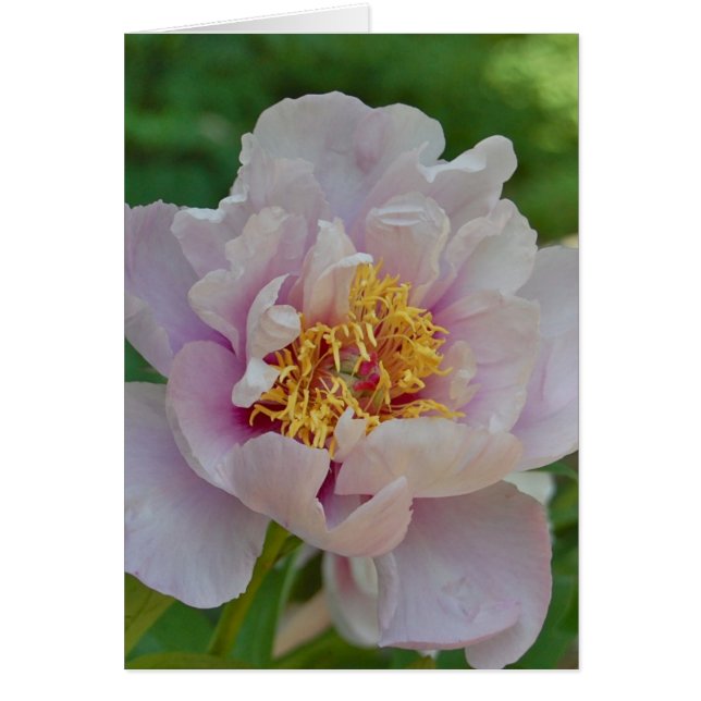 Namnlös och Fragrant Hälsningskort (Framsidan)